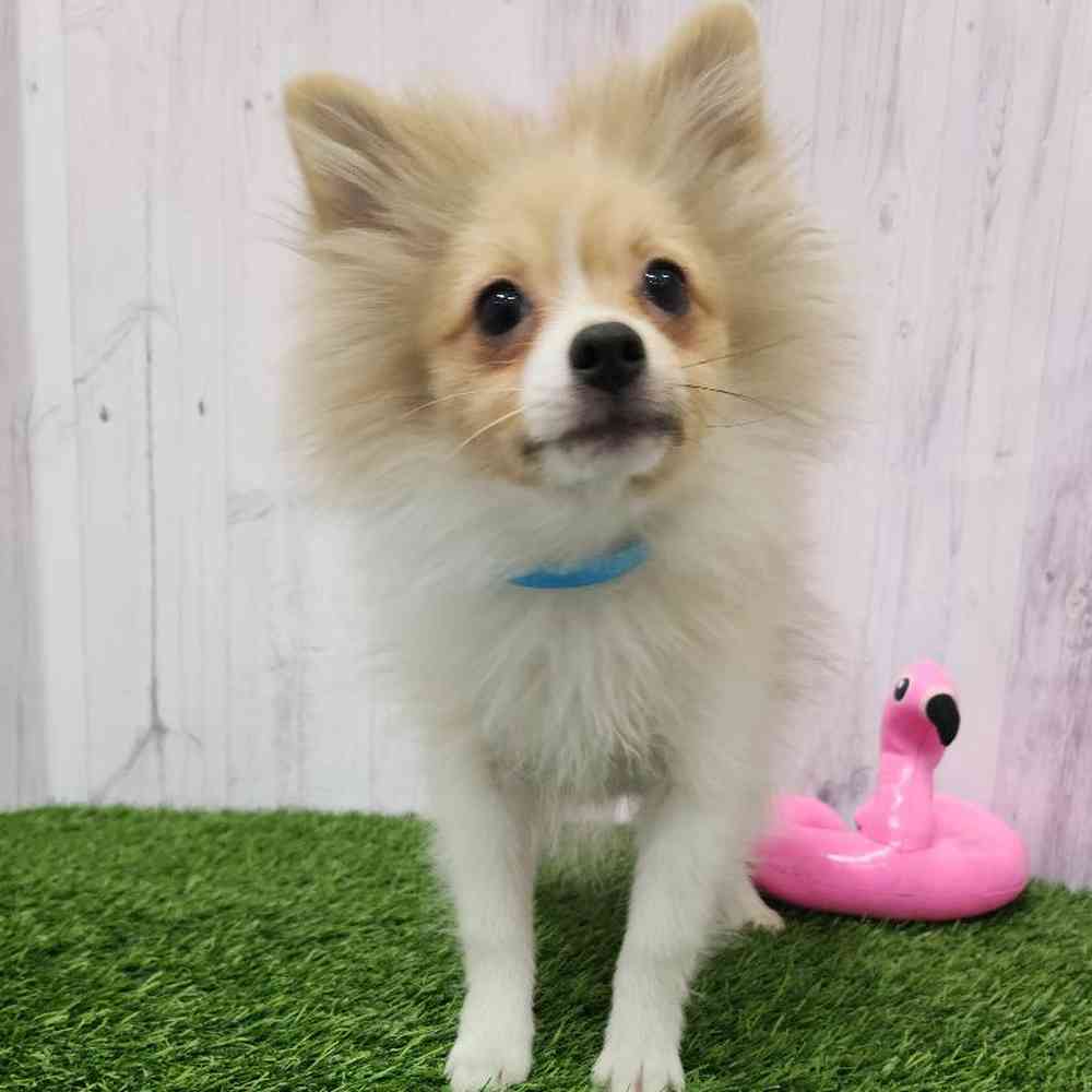 Male Pomeranian Puppy for Sale in Braintree, MA
