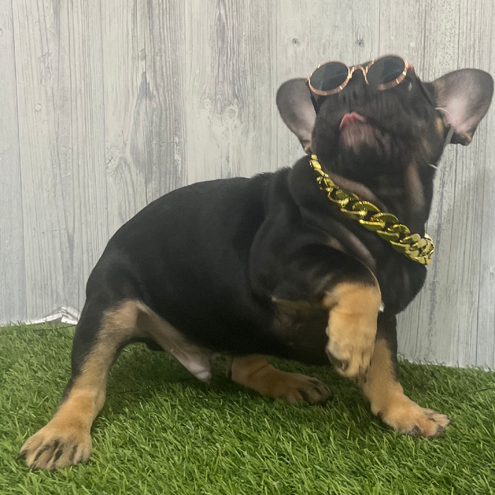 Male French Bulldog Puppy for Sale in Braintree, MA