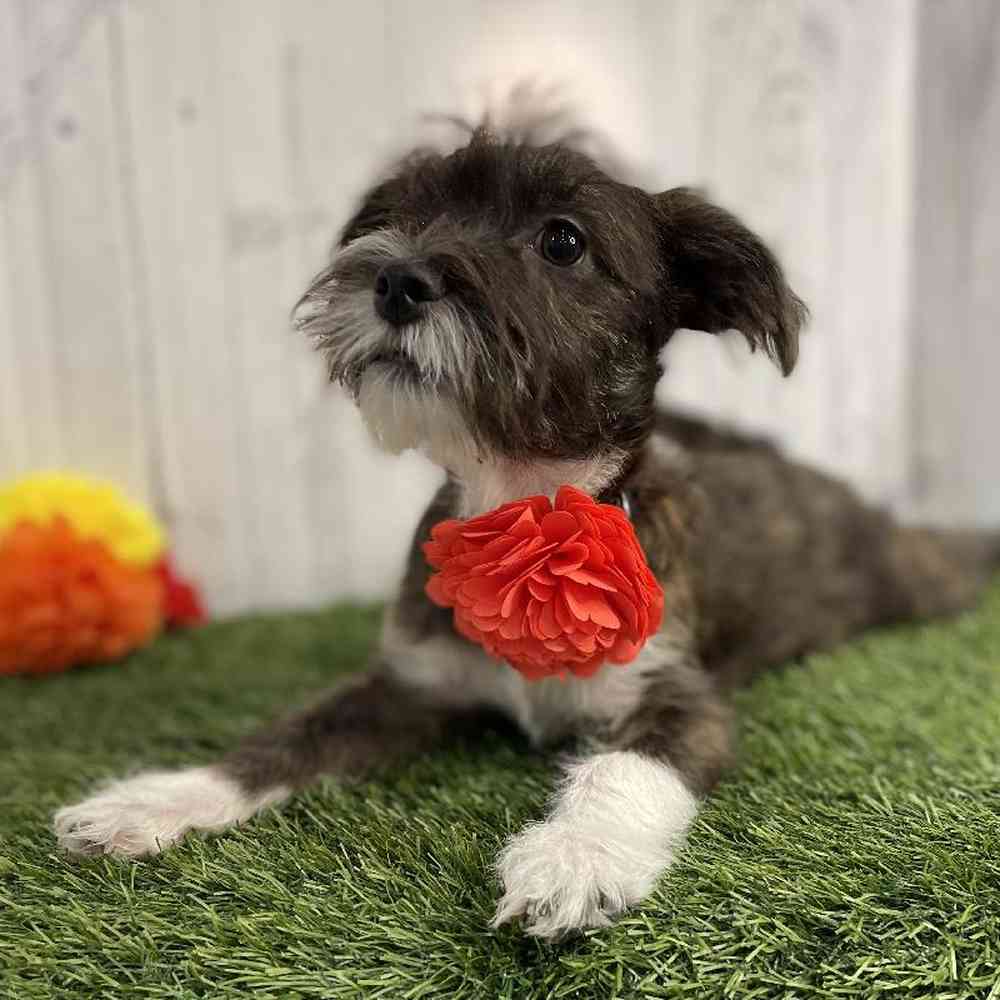 Female La-Westie Puppy for sale