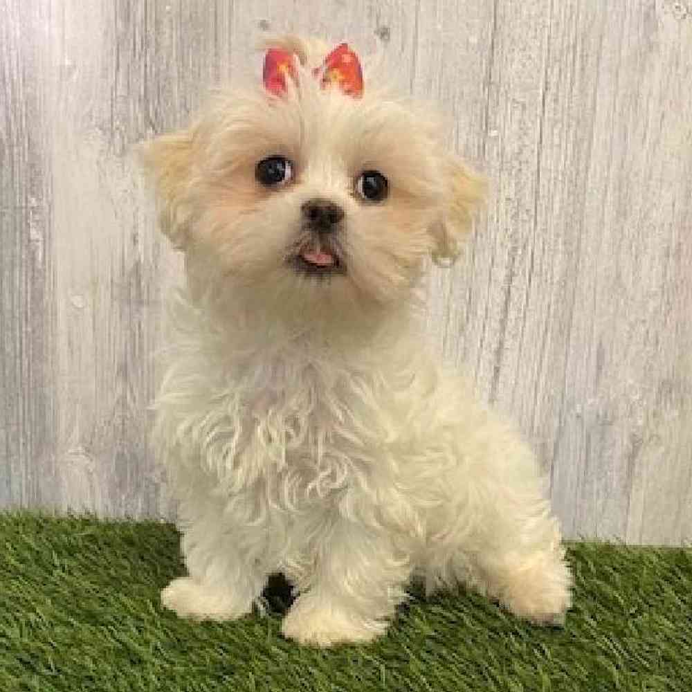 Female Malshi Puppy for sale