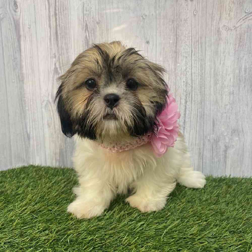 Female Shih Tzu Puppy for Sale in Saugus, MA