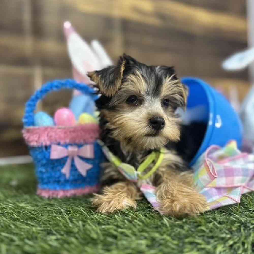 Male Yorkshire Terrier Puppy for Sale in Saugus, MA