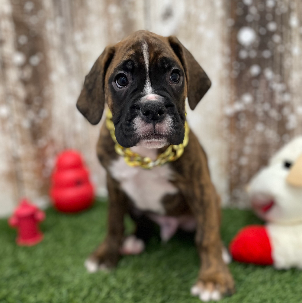 Male Boxer Puppy for Sale in Braintree, MA