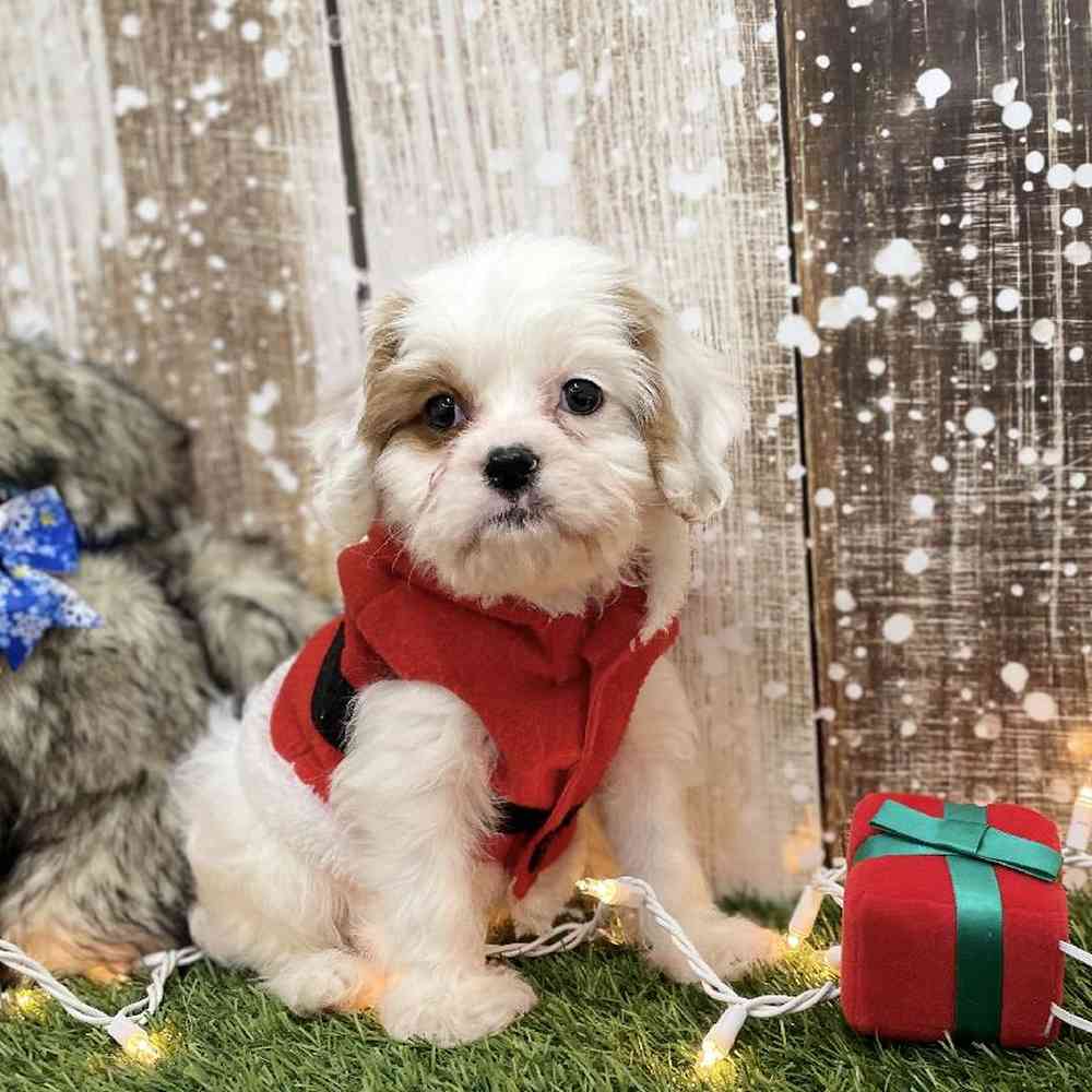 Male Cavachon 2nd Gen Puppy for Sale in Braintree, MA
