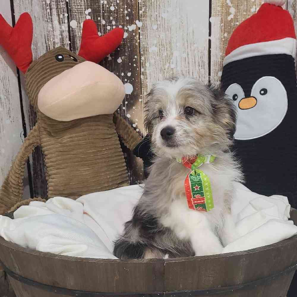 Male Aussiechon Puppy for Sale in Saugus, MA
