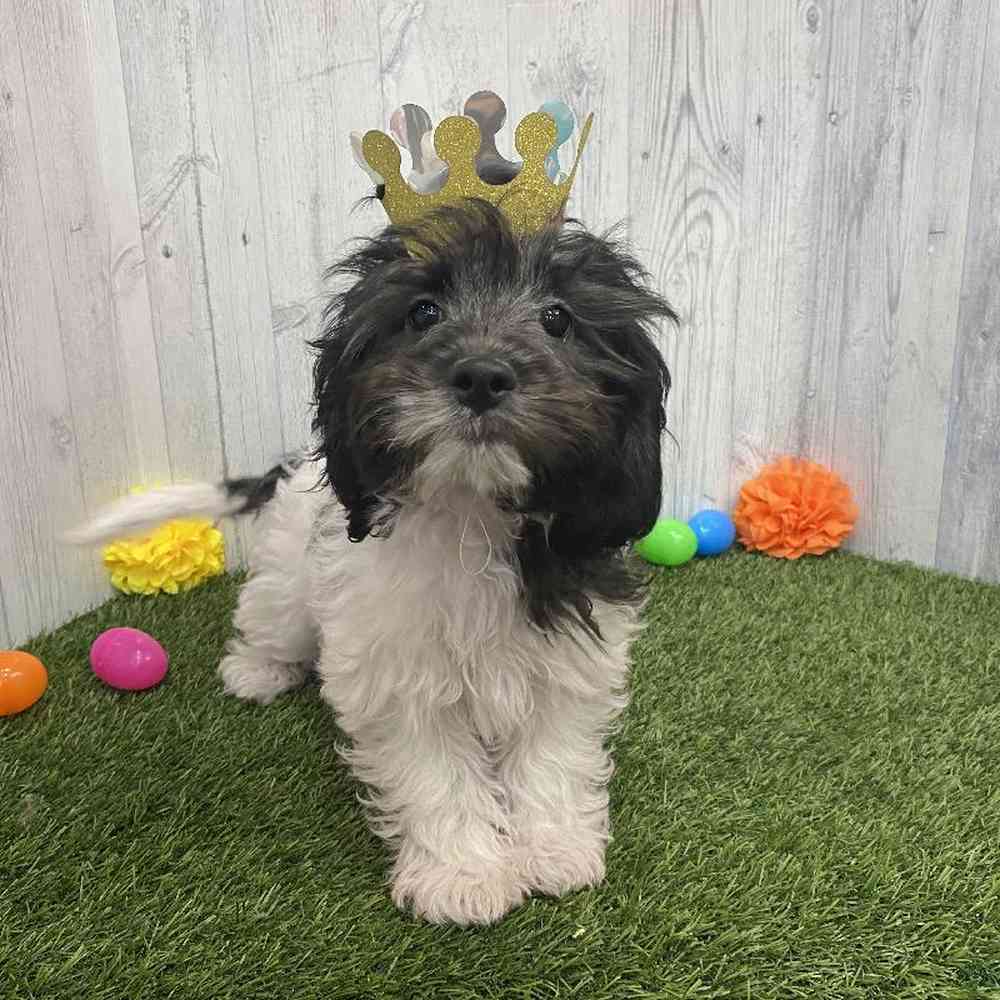Female CockaChon Puppy for sale