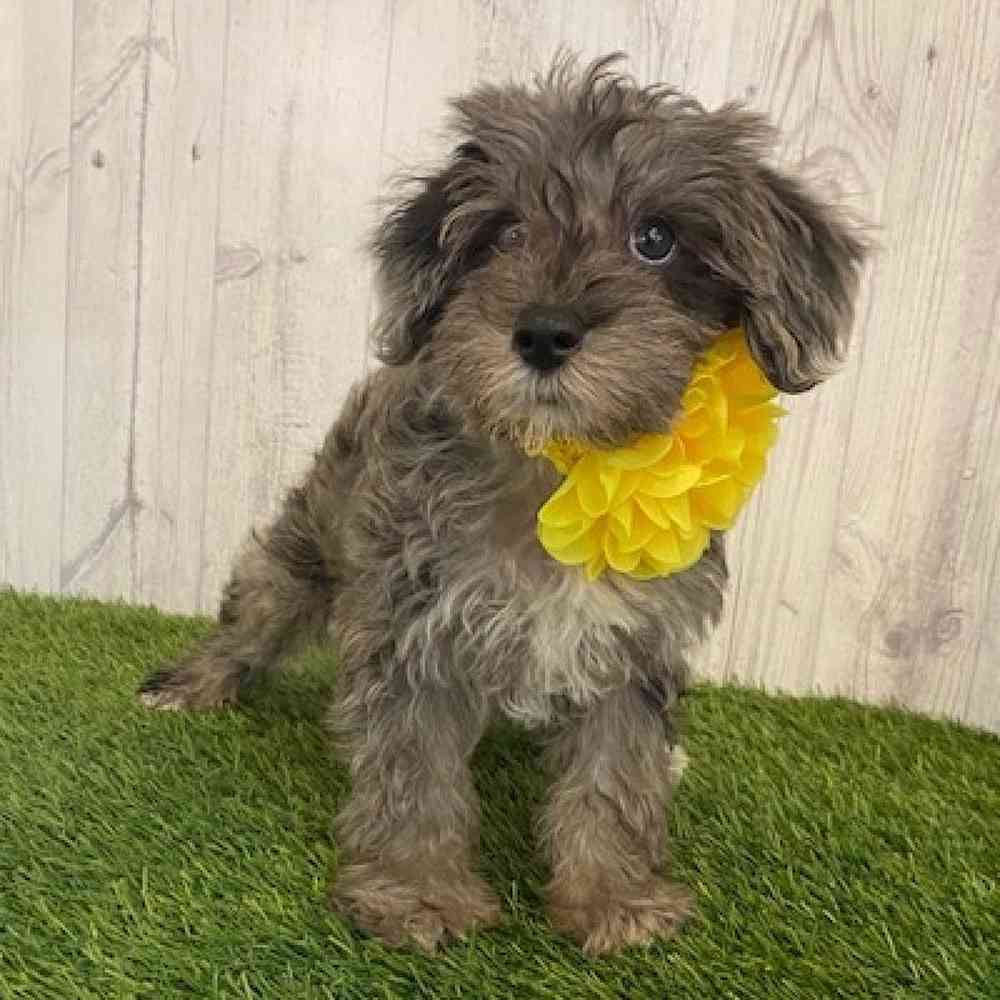 Female Schnoodle Puppy for sale