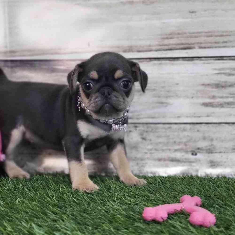 Female Pug Puppy for Sale in Saugus, MA