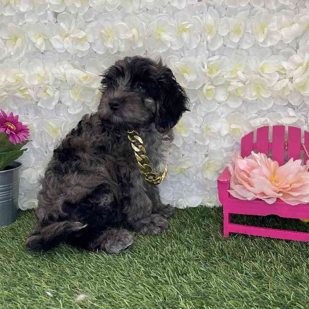 Male Cockapoo Puppy for Sale in Braintree, MA