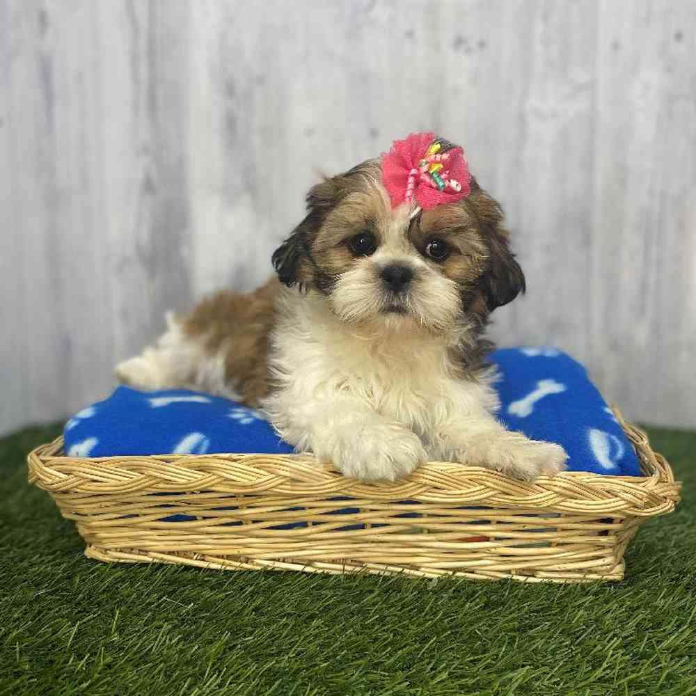 Female Shih-Apso Puppy for Sale in Saugus, MA