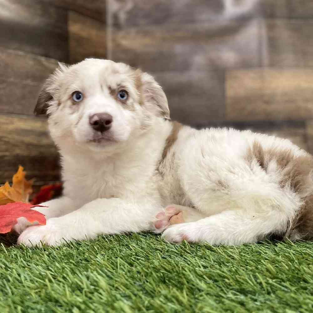 Female Miniature Australian Shepherd Puppy for Sale in Braintree, MA