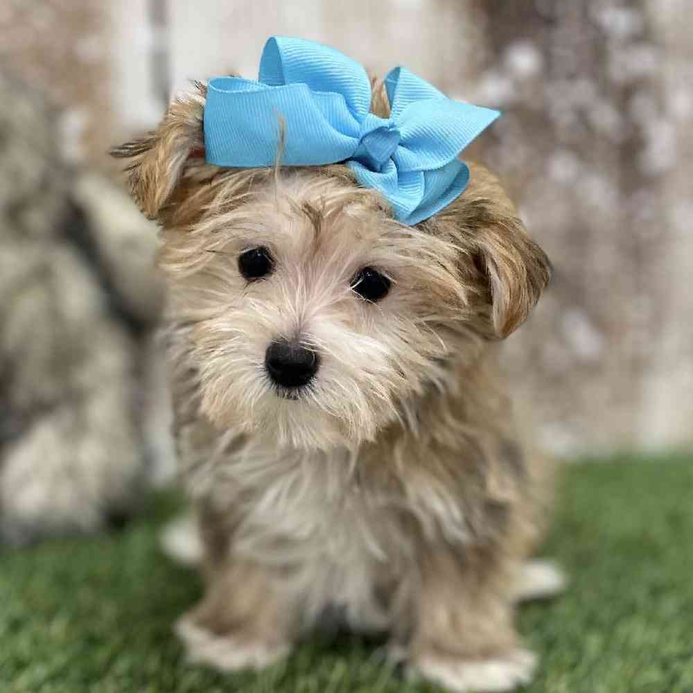 Female Morkie Puppy for Sale in Saugus, MA