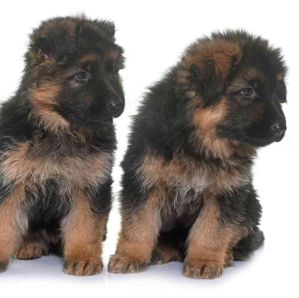 German Shepherd Dog image