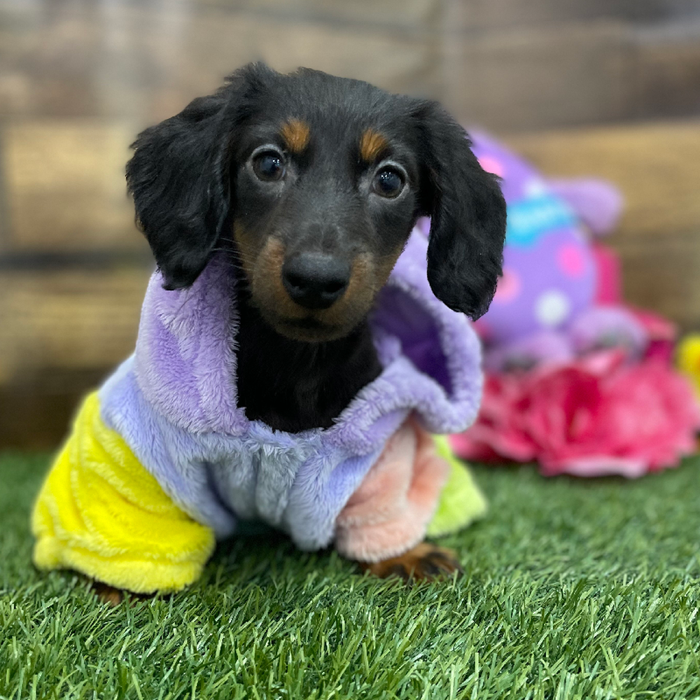 Male Dachshund Puppy for Sale in Braintree, MA