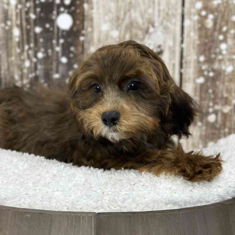 Male Lhasa-Poo Puppy for Sale in Saugus, MA