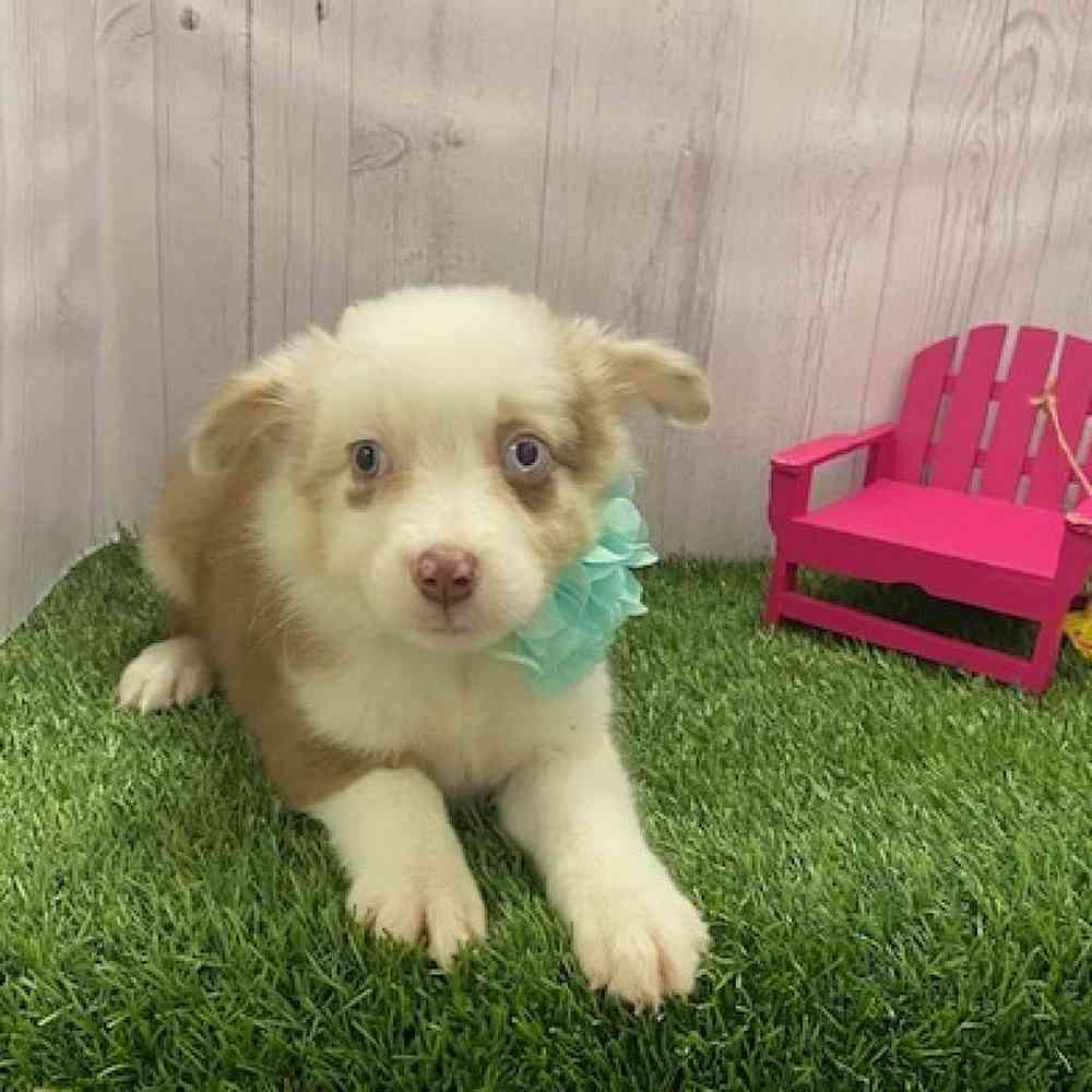 Female Australian Shepherd Puppy for Sale in Braintree, MA