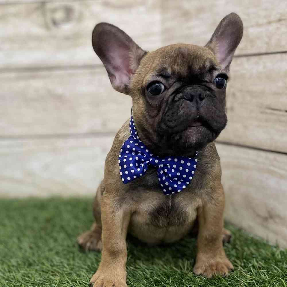 Male French Bulldog Puppy for Sale in Braintree, MA