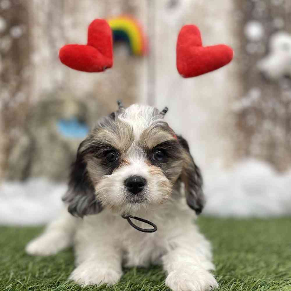 Female Cavachon Puppy for Sale in Braintree, MA