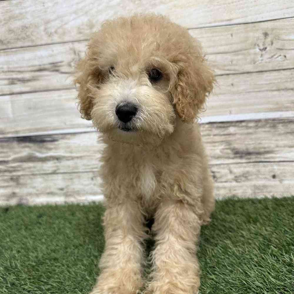 Poodle (MINI) For Sale Pet Express Saugus