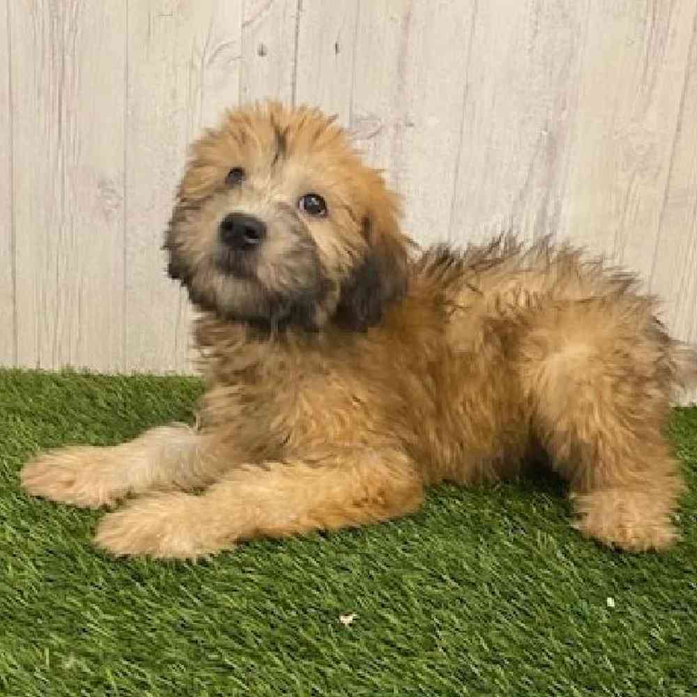 Female Soft Coated Wheaten Terrier Puppy for sale