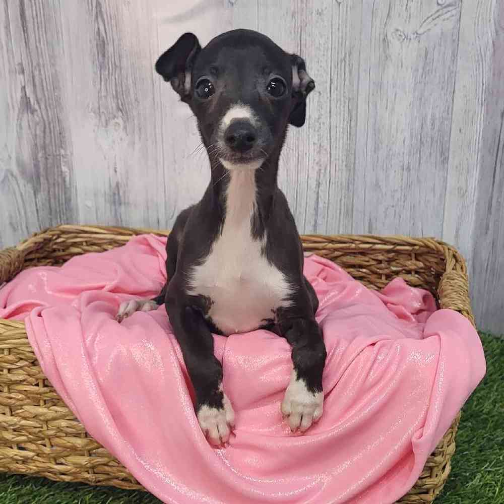 Female Italian Greyhound Puppy for Sale in Saugus, MA