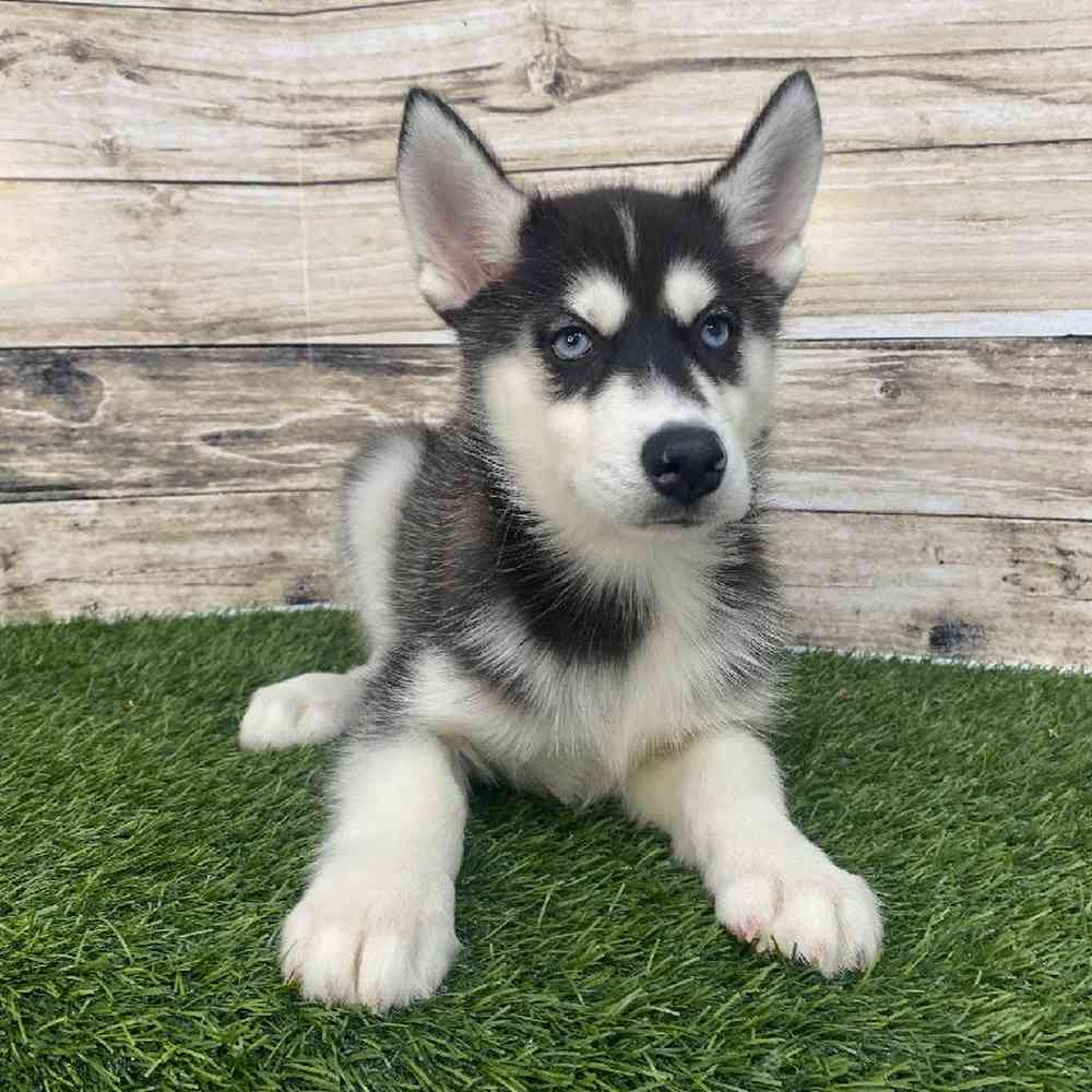 Female Huskimo Puppy for Sale in Saugus, MA