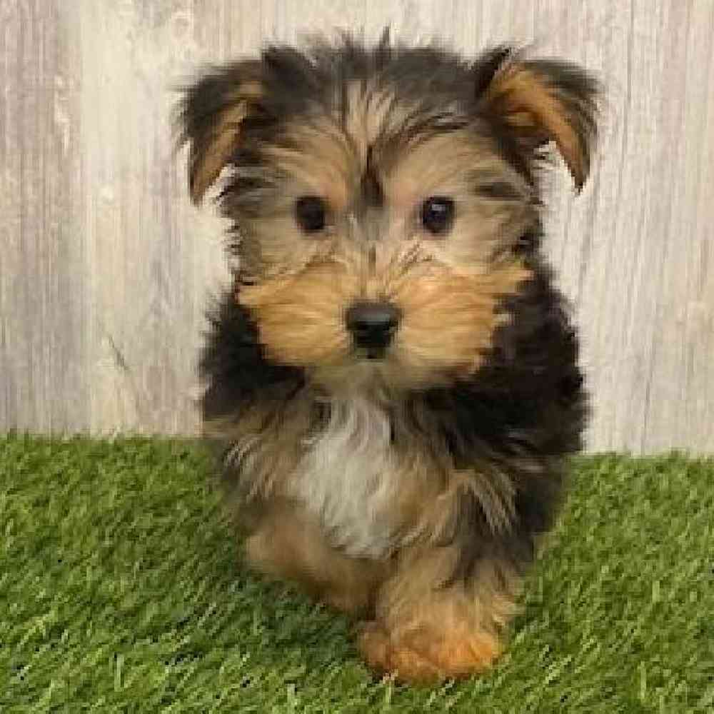 Male Yorkshire Terrier Puppy for sale