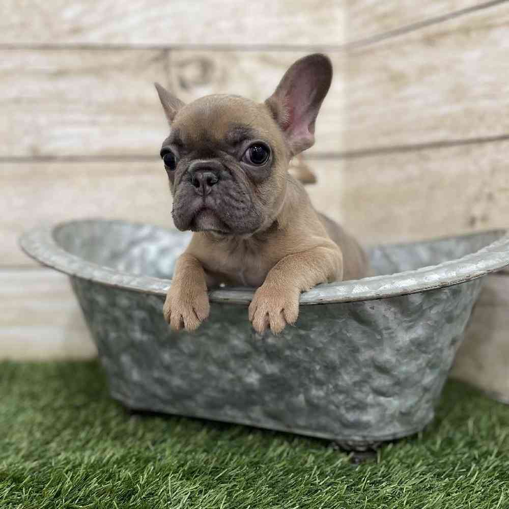 Female French Bulldog Puppy for Sale in Braintree, MA