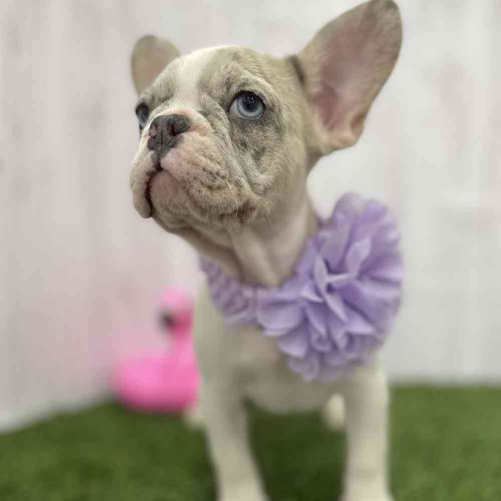 Female French Bulldog Puppy for Sale in Braintree, MA