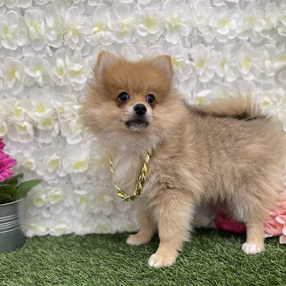 Male Pomeranian Puppy for Sale in Braintree, MA