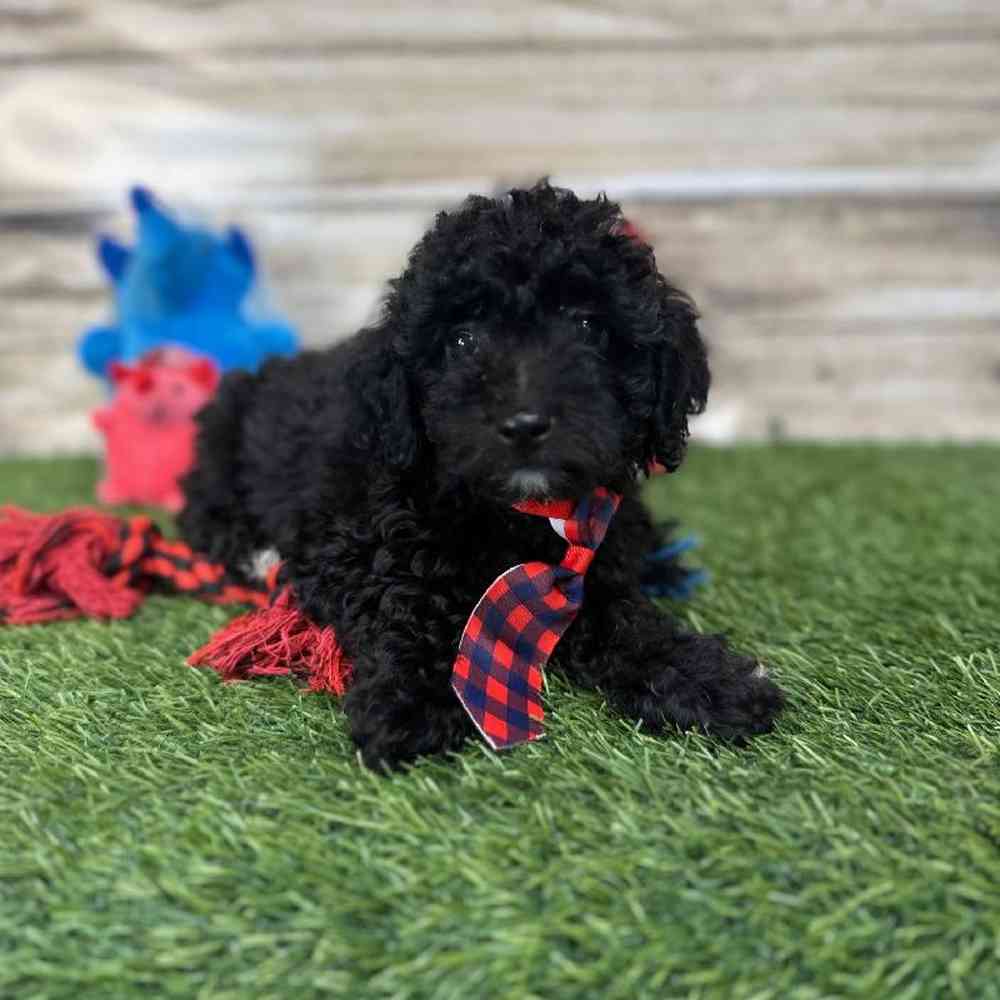 Male Poodle (MINI) Puppy for Sale in Saugus, MA