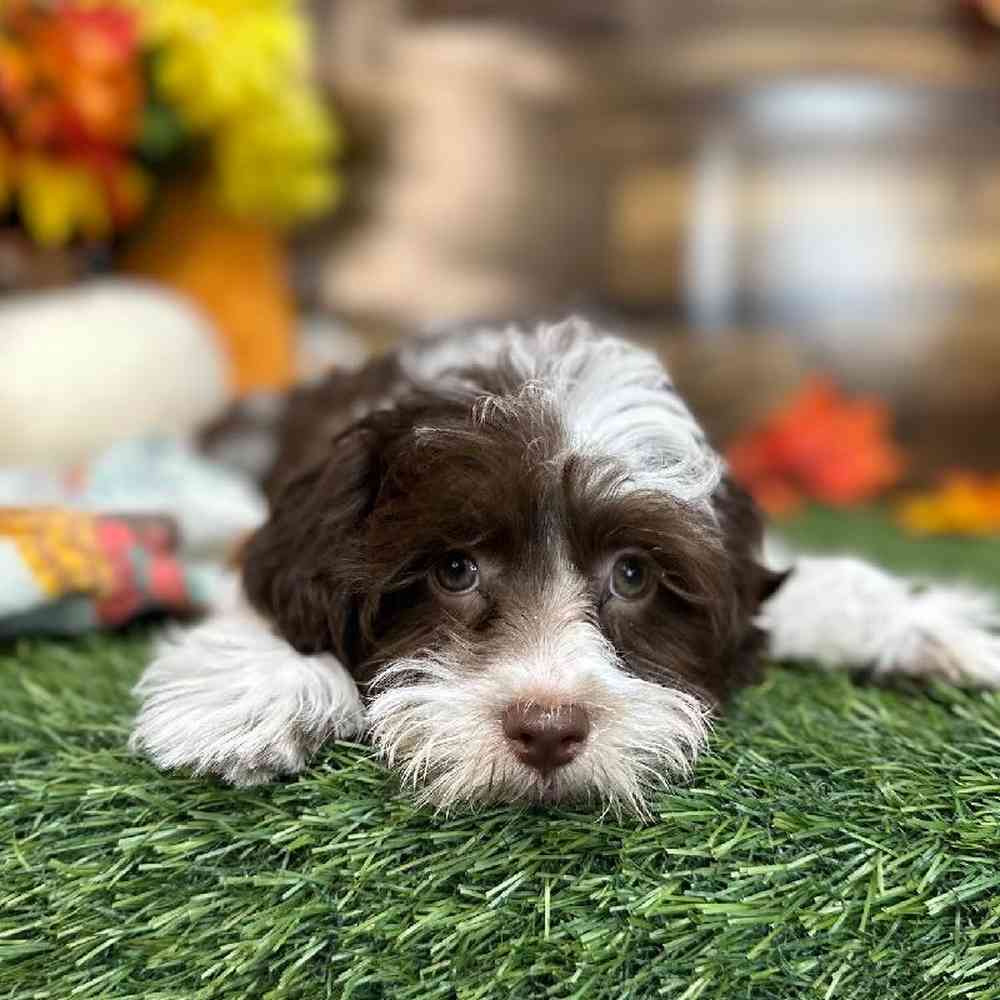 Male Havanese Puppy for Sale in Saugus, MA