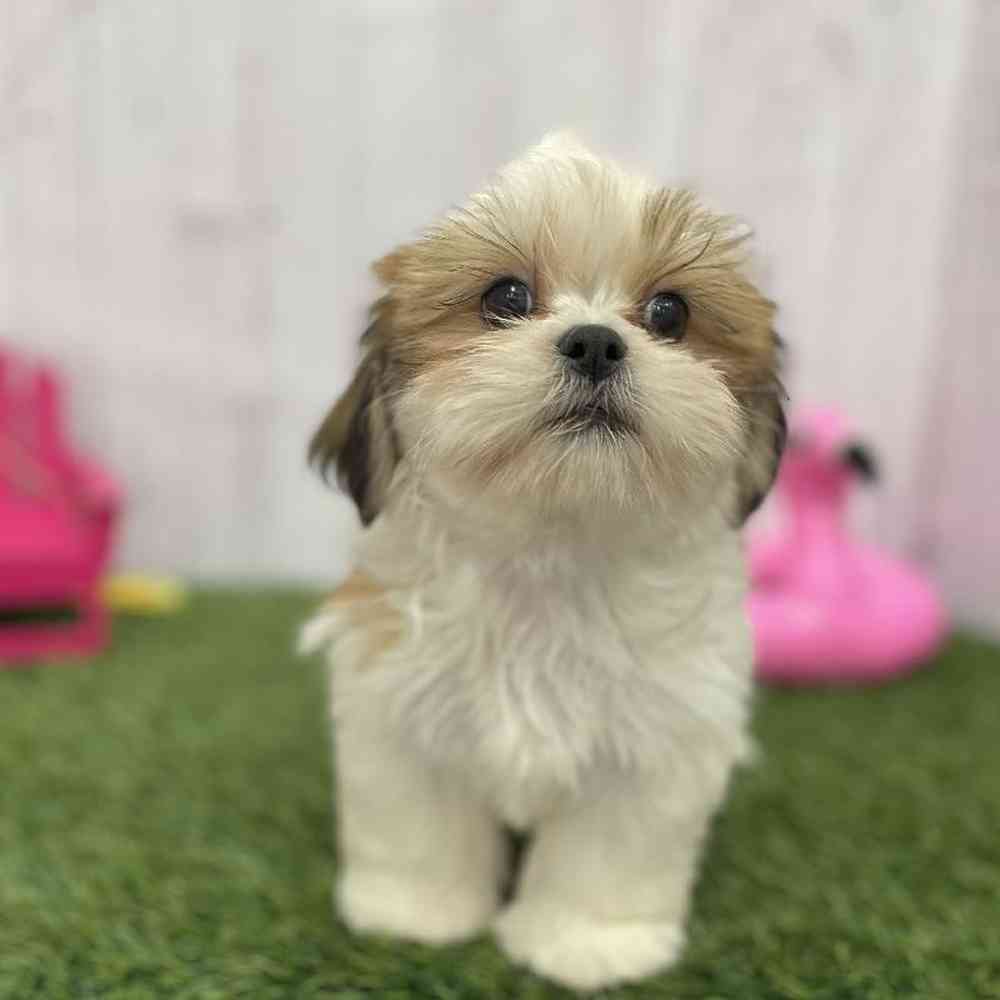 Male Shih Tzu Puppy for Sale in Braintree, MA