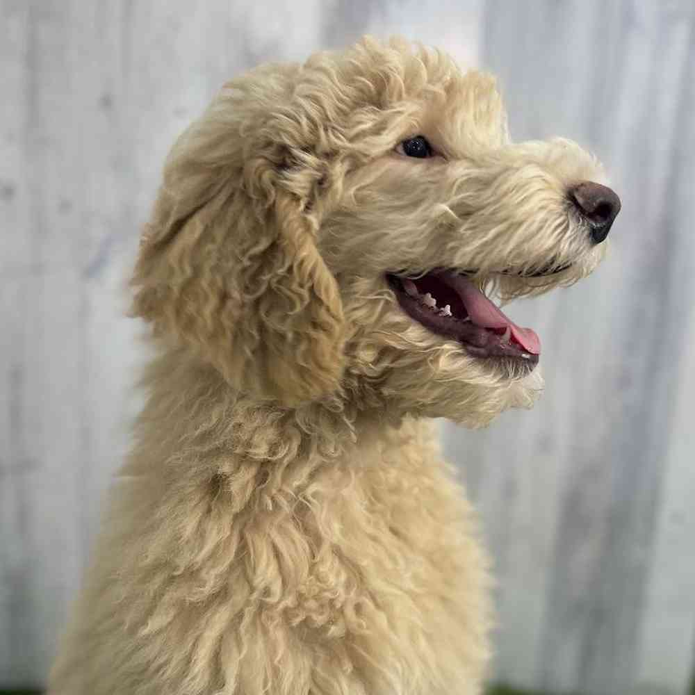 Male Aussiedoodle (Std F2) Puppy for sale