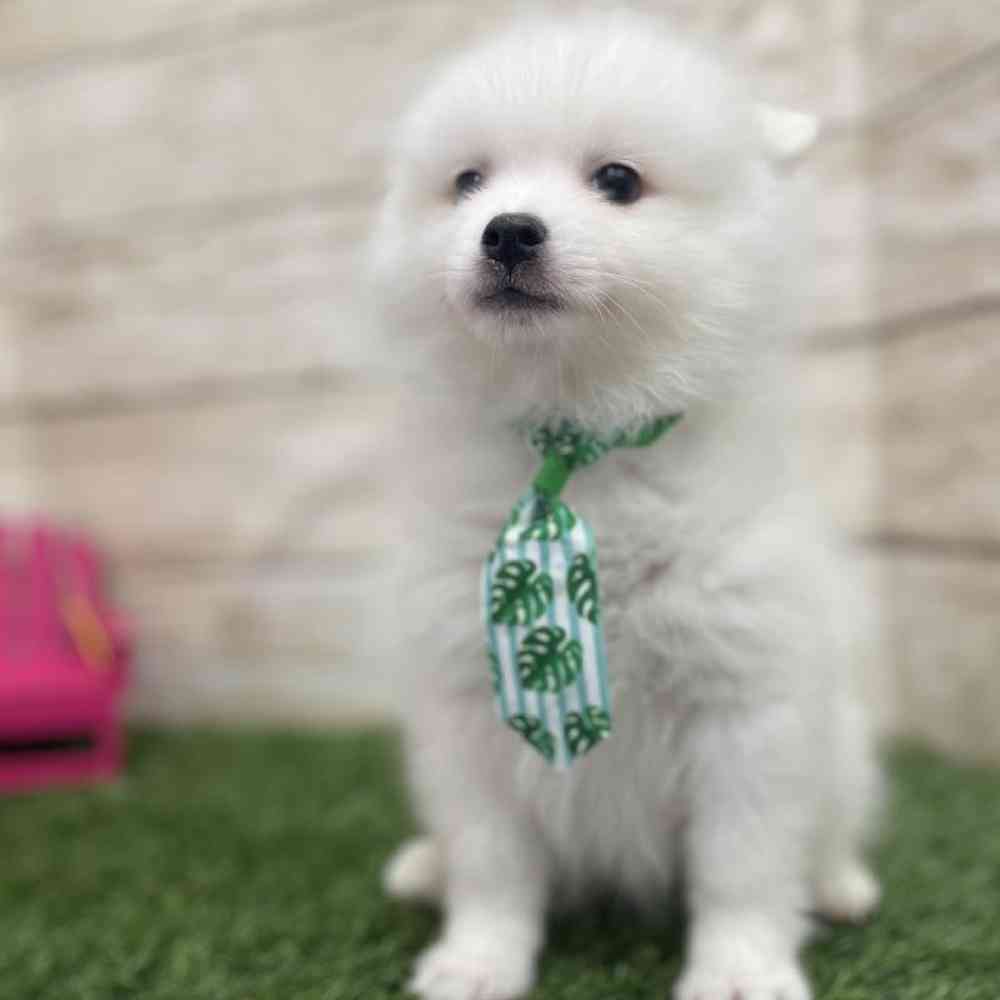 Male American Eskimo Puppy for Sale in Braintree, MA