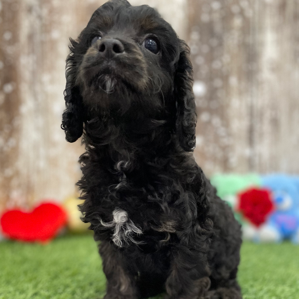 Male Cavapoo Puppy for Sale in Braintree, MA