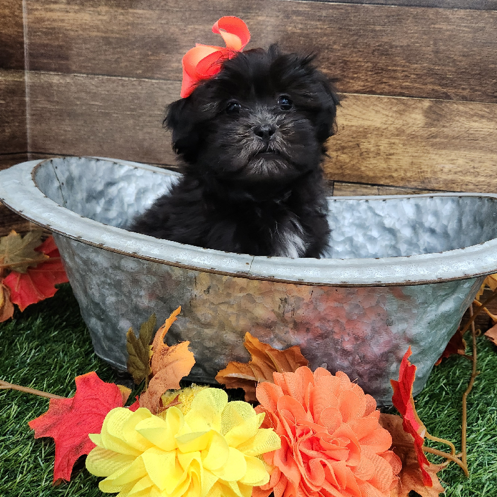 Female Malshi Puppy for Sale in Braintree, MA