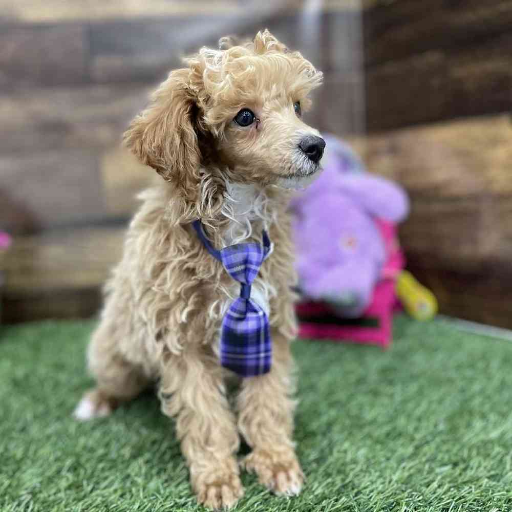 Male Poodle Toy Puppy for Sale in Braintree, MA