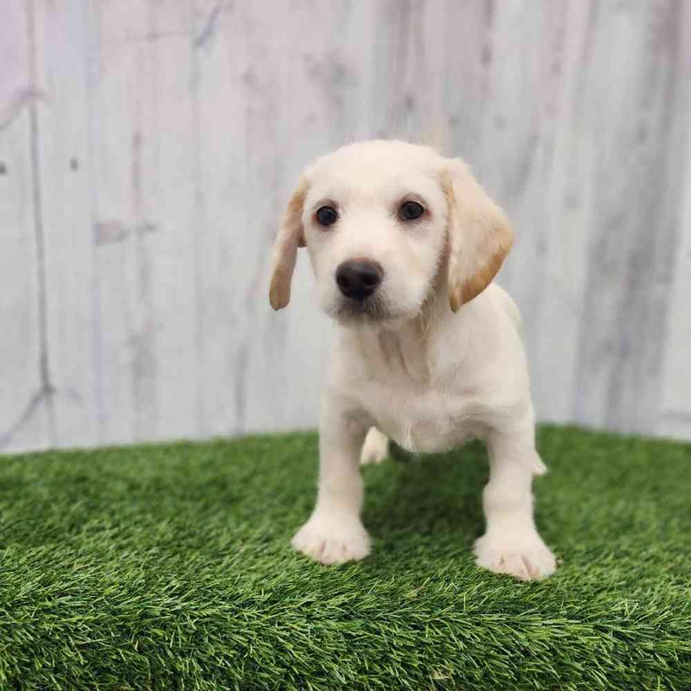Male Mini Labradoodle Puppy for Sale in Braintree, MA