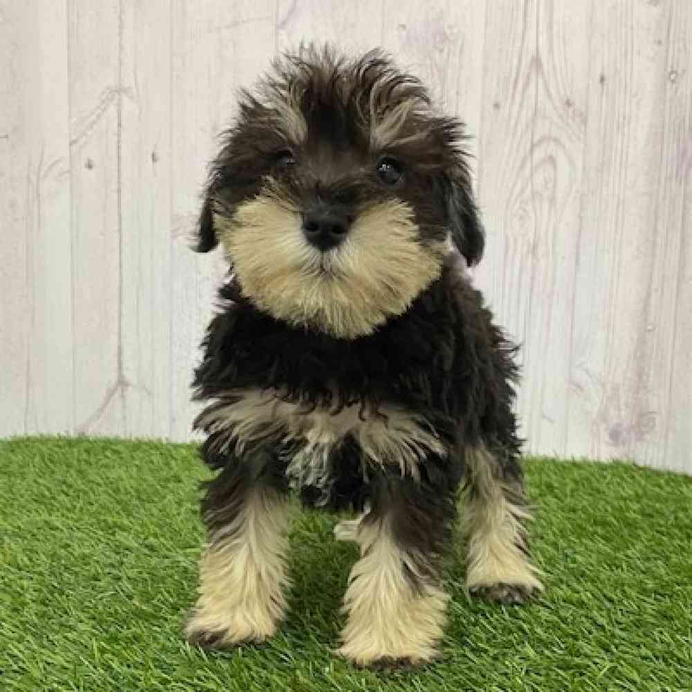 Male Miniature Schnauzer Puppy for Sale in Braintree, MA