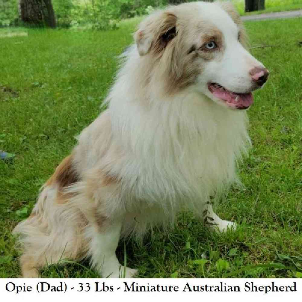 Female Miniature Australian Shepherd Puppy for Sale in Saugus, MA