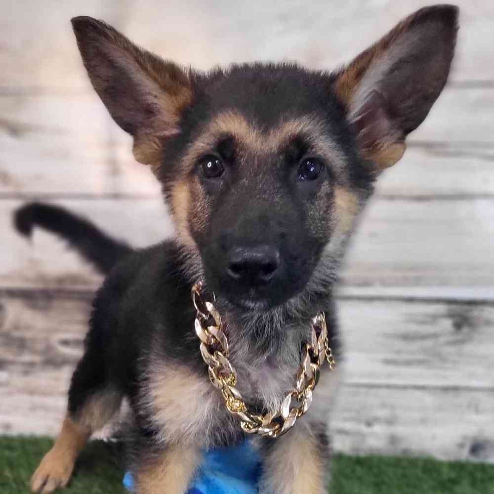 Male German Shepherd Dog Puppy for Sale in Saugus, MA