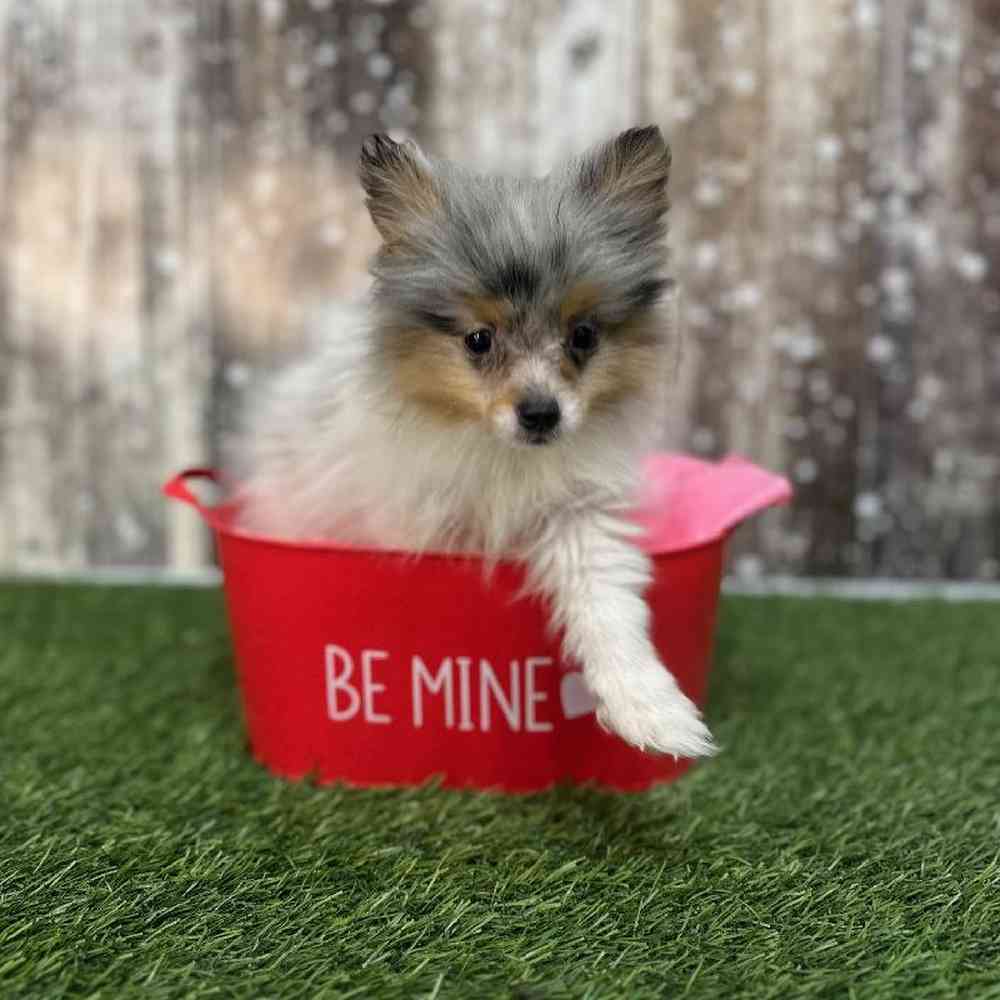 Female Pomeranian Puppy for Sale in Saugus, MA