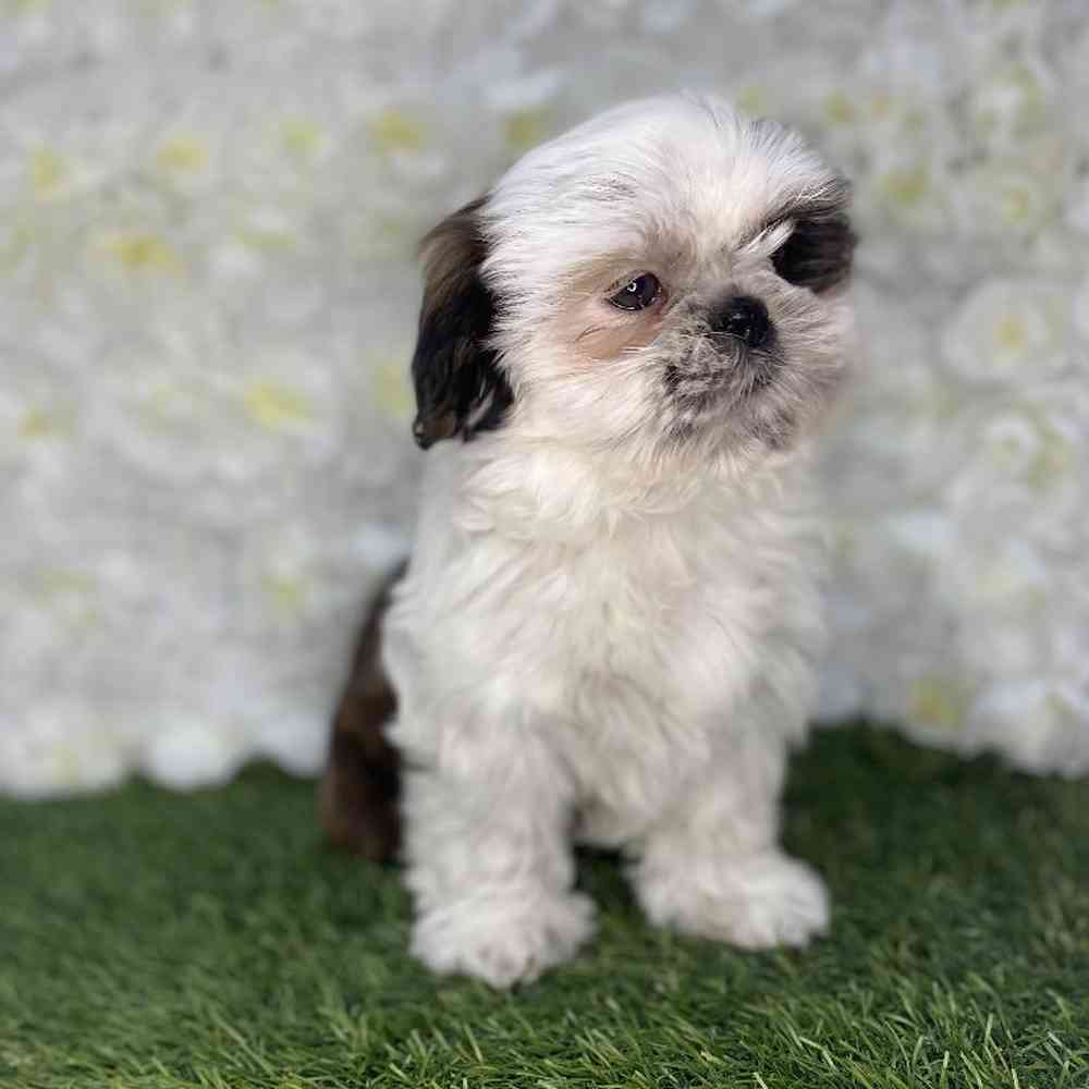 Female Shih Tzu Puppy for Sale in Braintree, MA