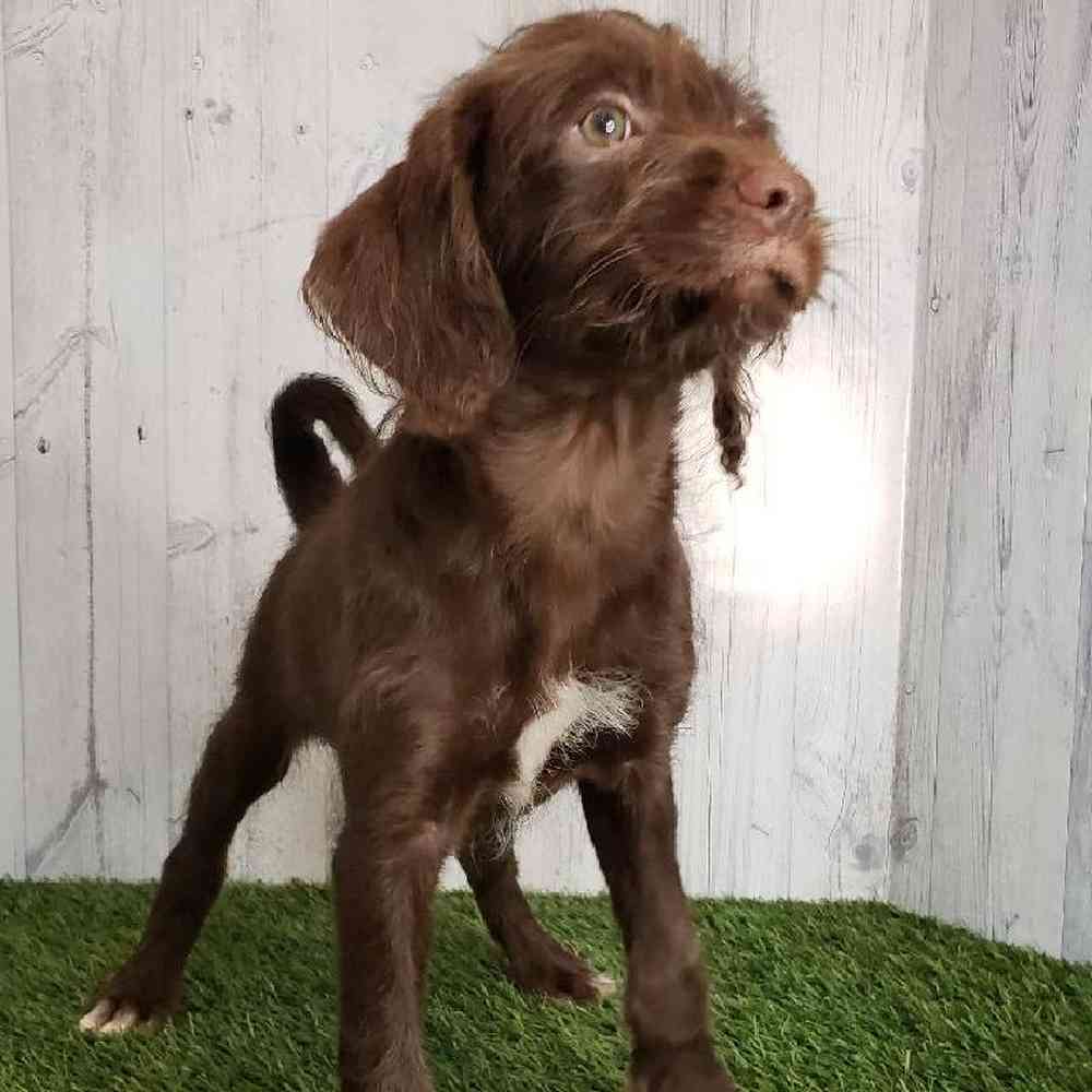 Female Mini Labradoodle Puppy for sale