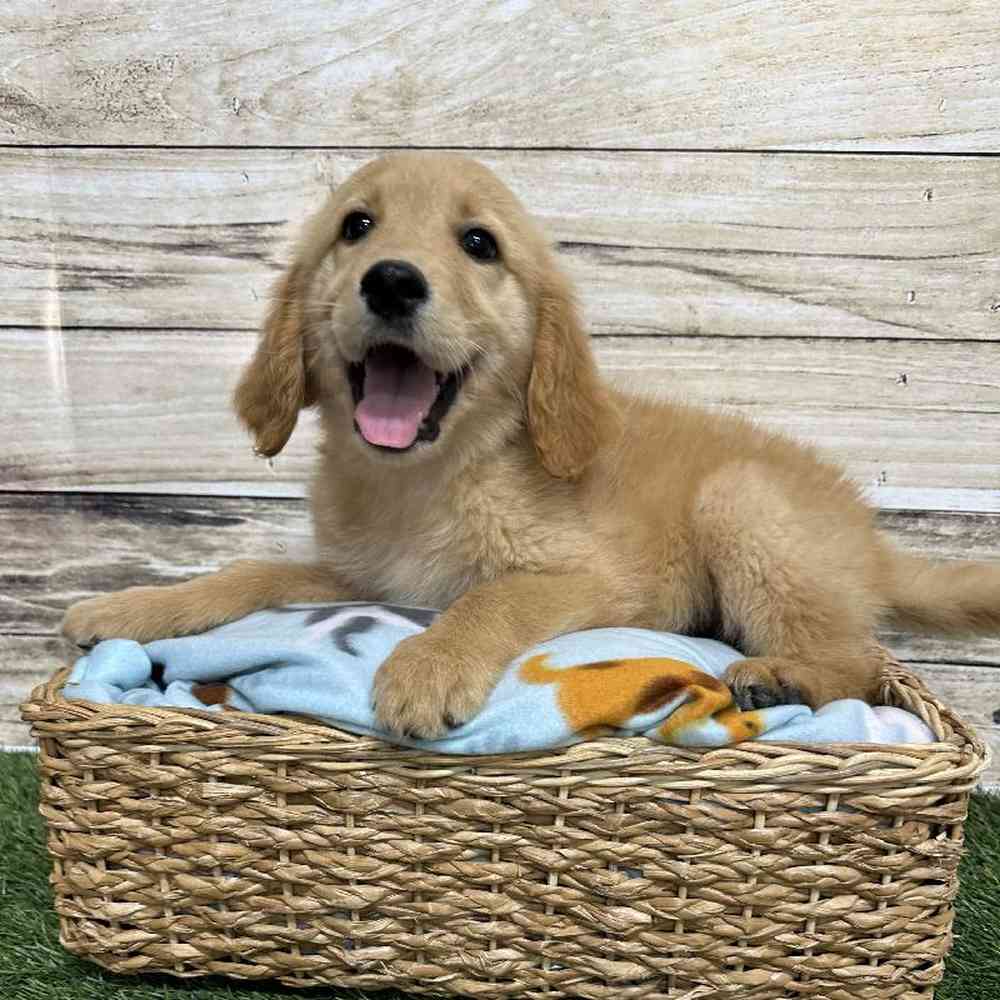 Male Golden Retriever Puppy for Sale in Saugus, MA