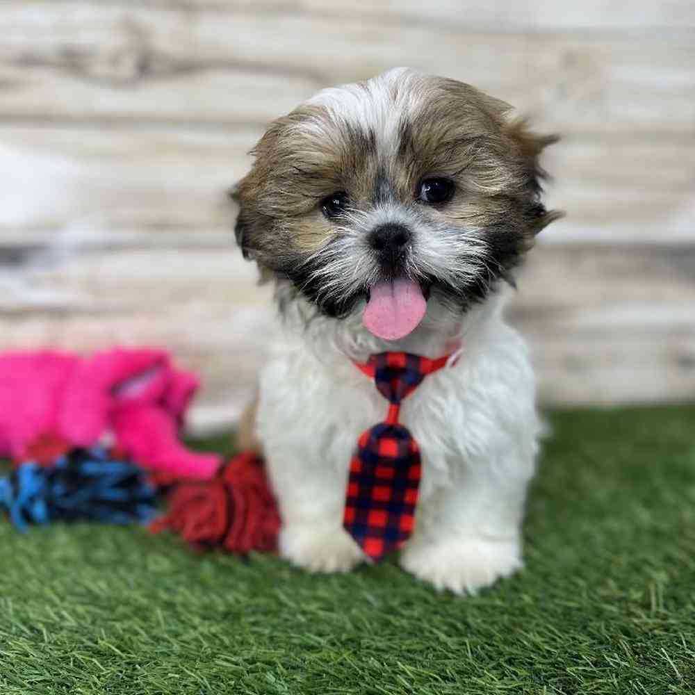 Male Shih Tzu Puppy for Sale in Saugus, MA