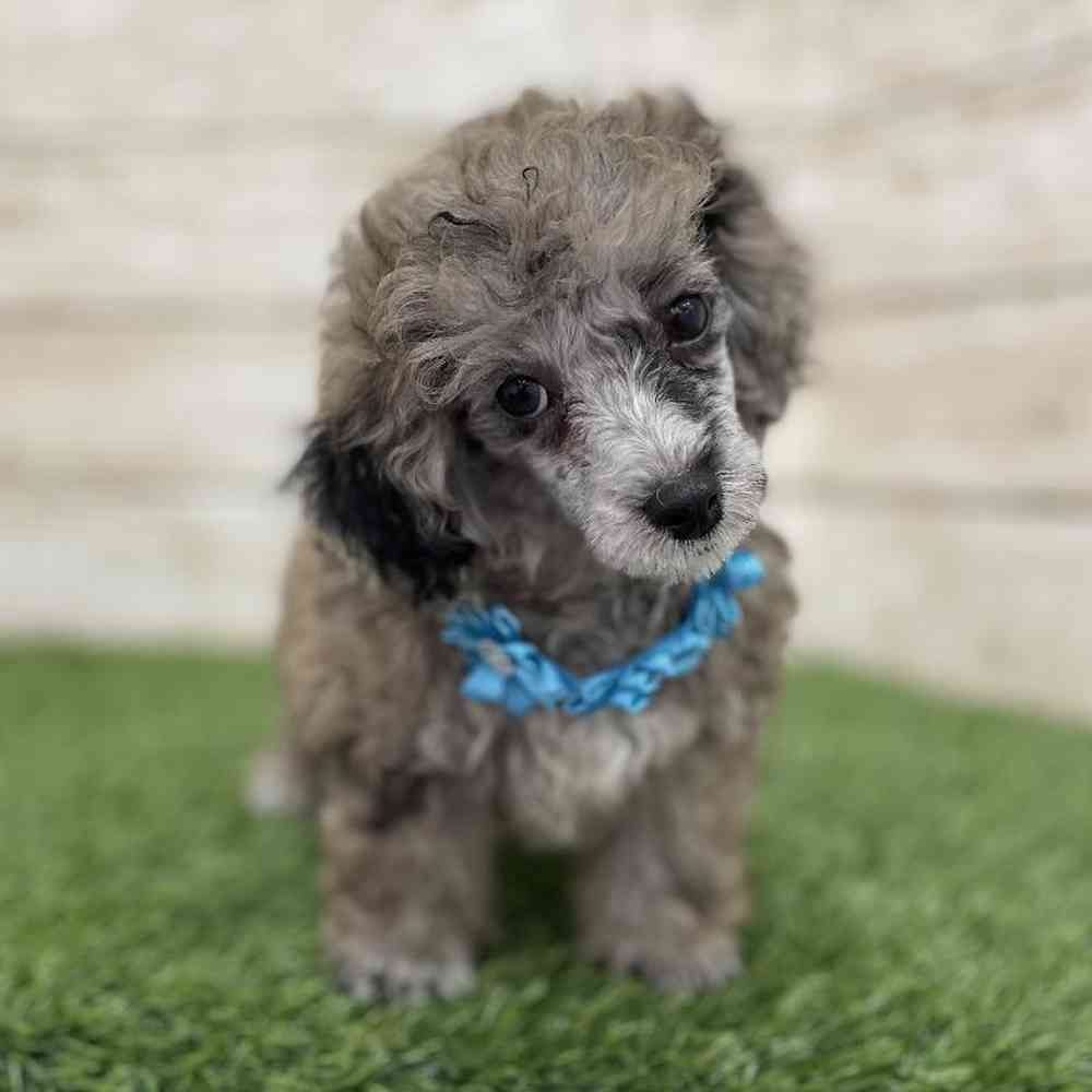 Female Poodle Toy Puppy for Sale in Braintree, MA