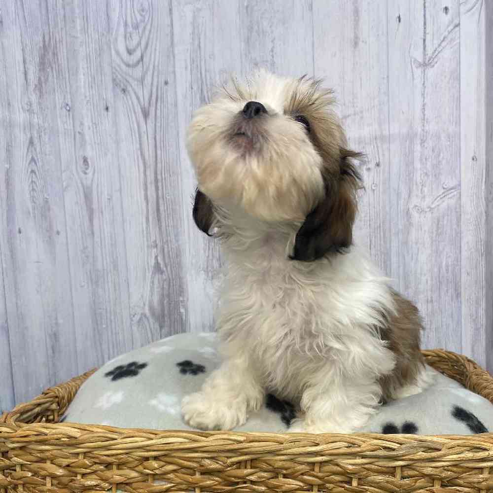 Male Shih Tzu Puppy for Sale in Saugus, MA