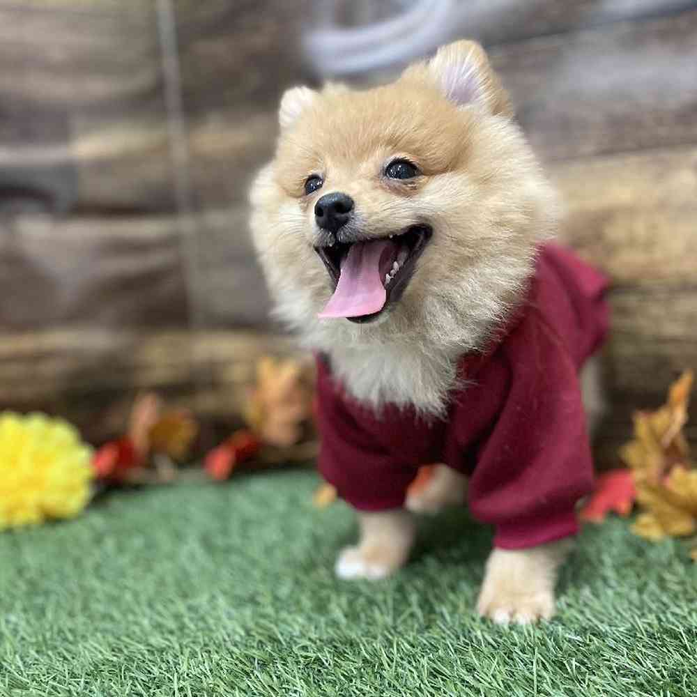 Male Pomeranian Puppy for Sale in Braintree, MA